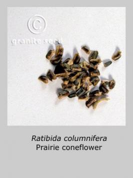 ratibida  columnifera  product gallery #6