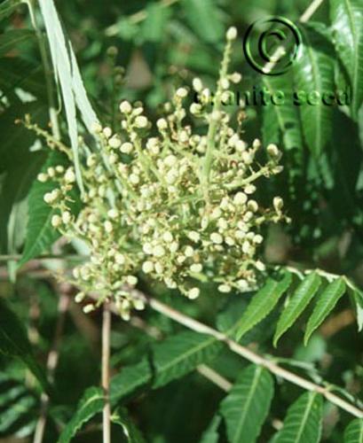 Rhus glabra