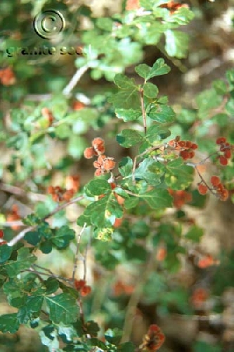 Rhus trilobata