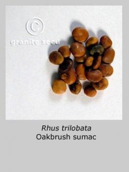 rhus  trilobata  product gallery #3