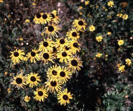 Rudbeckia hirta