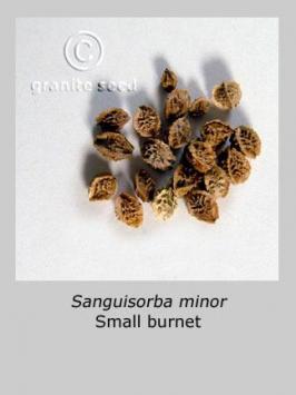 sanguisorba  minor  product gallery #2