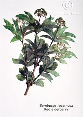 Sambucus racemosa