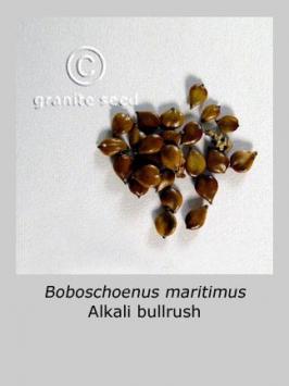 schoenoplectus  maritimus  product gallery #2