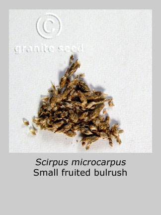 Scirpus microcarpus