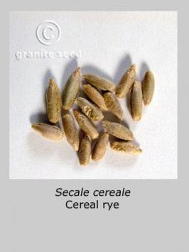 secale  cereale  product gallery #2