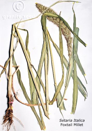 Setaria italica