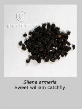 silene  armeria  product gallery #2