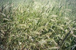 Elymus elymoides