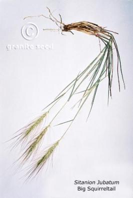 Elymus multisetus