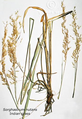 Sorghastrum nutans