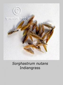 sorghastrum  nutans  product gallery #2