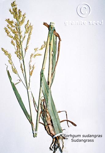 Sorghum bicolor ssp. drummondii