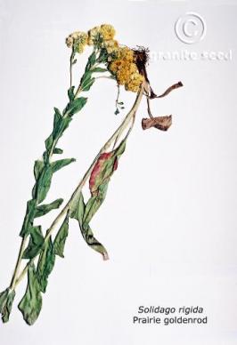 Solidago rigida