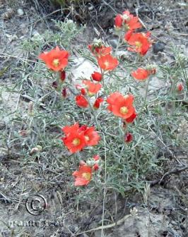 Sphaeralcea coccinea