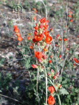 Sphaeralcea grossulariifolia