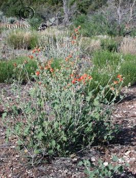 sphaeralcea  grossulariifolia  product gallery #1