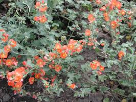 sphaeralcea  munroana  product gallery #7