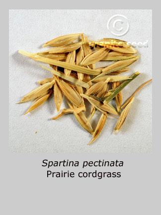 Spartina pectinata