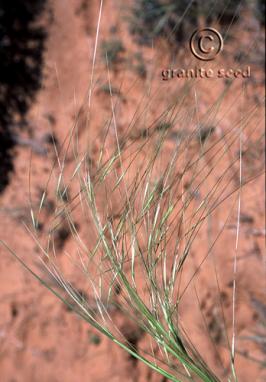 Hesperostipa comata ssp. comata