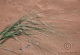 hesperostipa  comata ssp. comata  product gallery #5