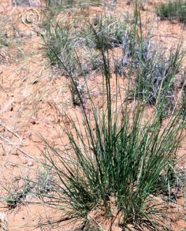 hesperostipa  comata ssp. comata  product gallery #6