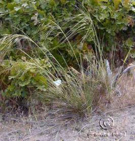 hesperostipa  comata ssp. comata  product gallery #7