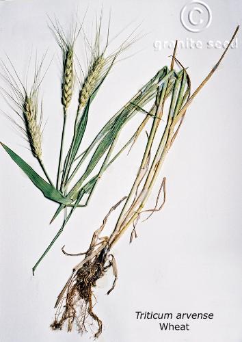 Triticum aestivum