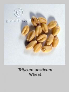 triticum  aestivum  product gallery #2