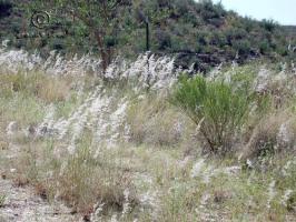 Digitaria californica