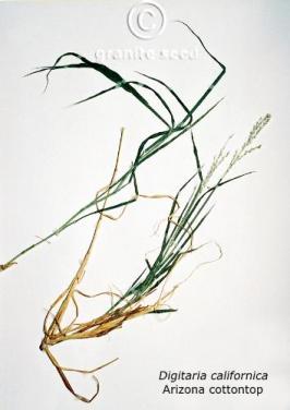 digitaria  californica  product gallery #3