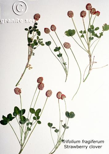 Trifolium fragiferum