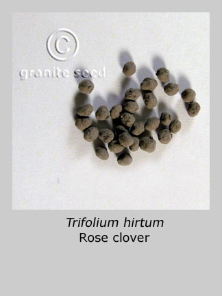 Trifolium hirtum