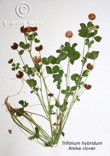 Trifolium hybridum