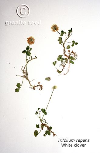 Trifolium repens