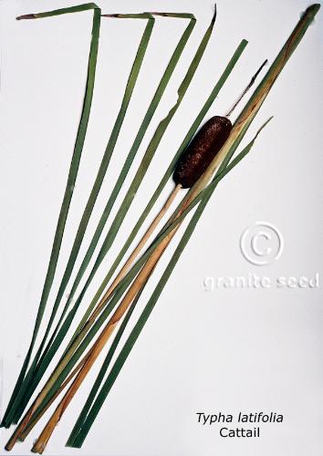 Typha latifolia