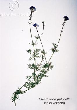 Glandularia pulchella