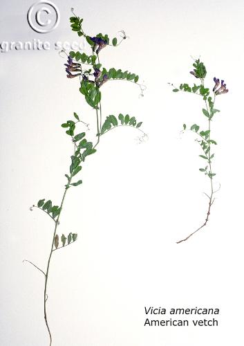 Vicia americana