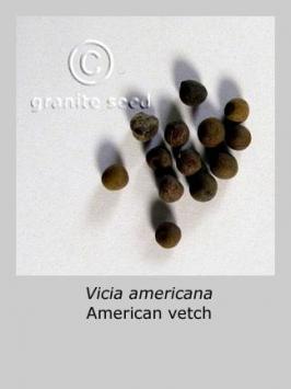 vicia  americana  product gallery #2