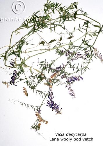 Vicia villosa ssp. varia