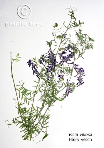 Vicia villosa