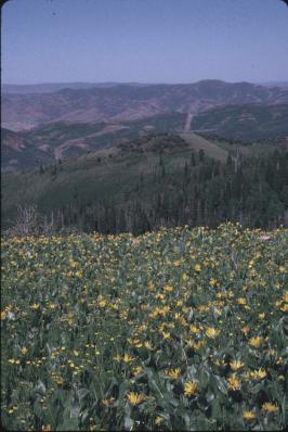 Wyethia amplexicaulis