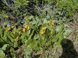 wyethia  amplexicaulis  product gallery #5