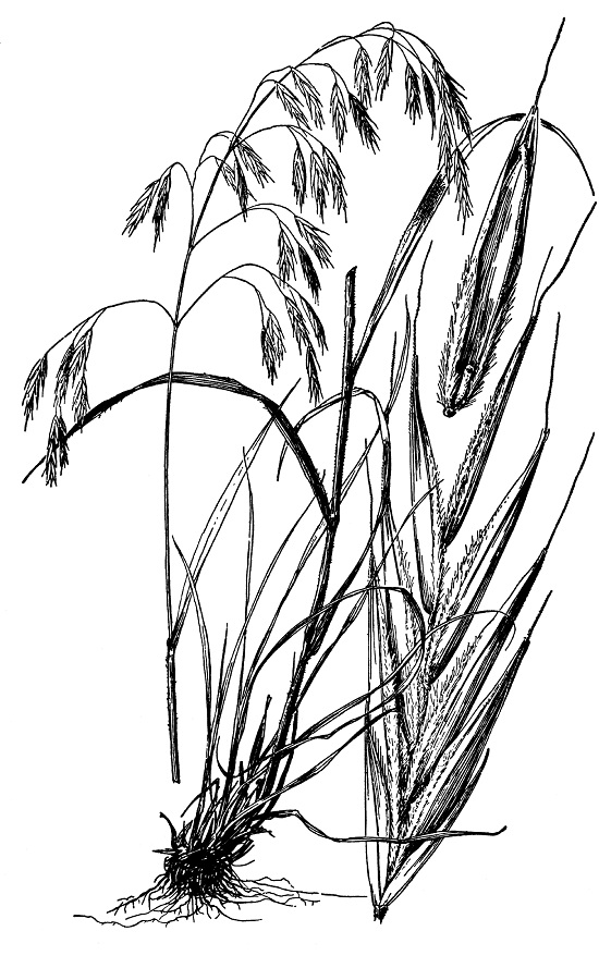 Bromus ciliatus