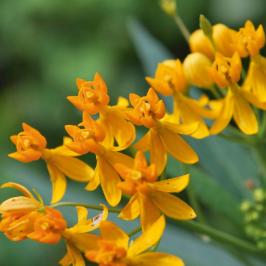 asclepias  tuberosa  product gallery #1