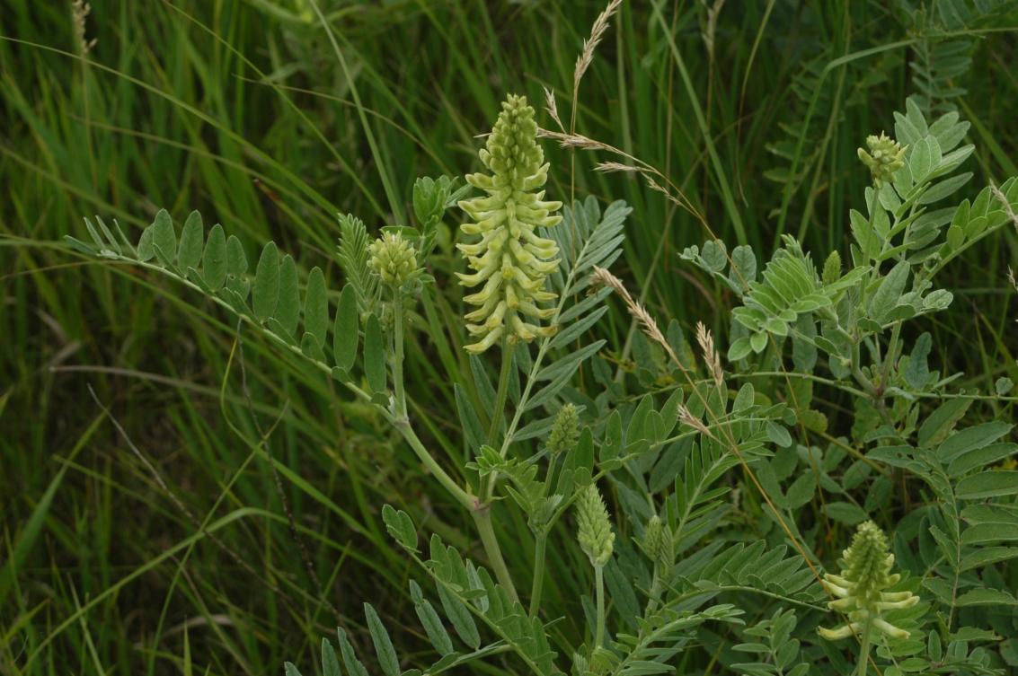 Astragalus canadensis