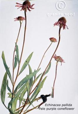 Echinacea pallida