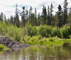 Riparian and Wetland