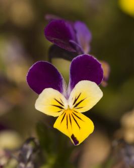 Viola cornuta