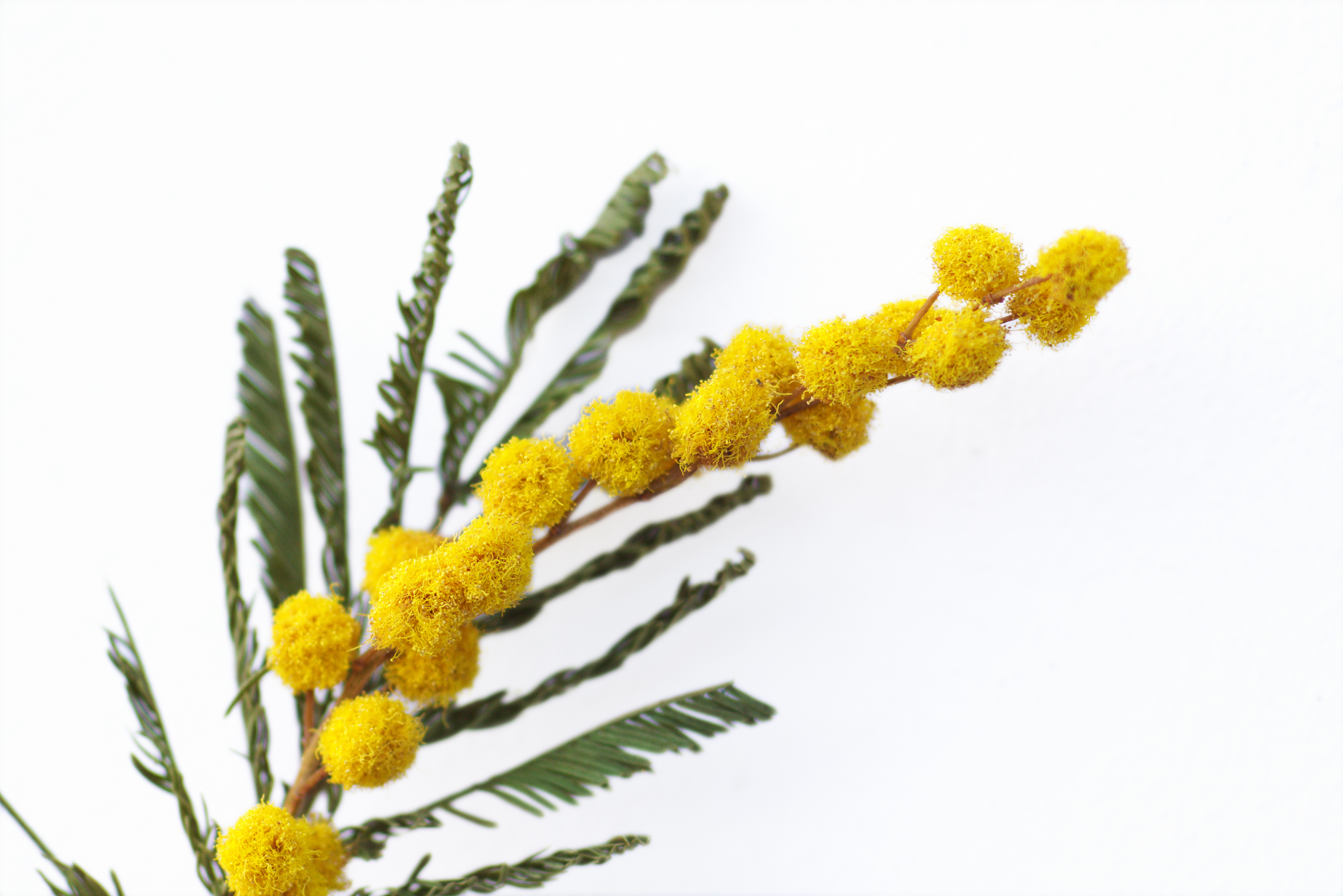 acacia  farnesiana  product gallery #1